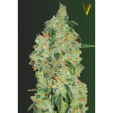 Семена конопли Green Wild Shark (Great White Shark) Феминизированные Victory seeds